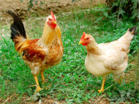 Gà ta thả vườn